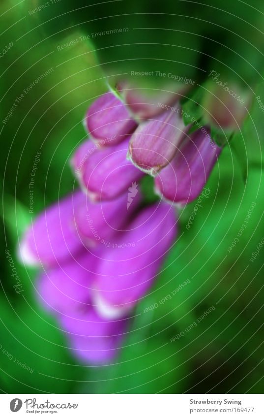 always deprie on it Colour photo Close-up Day Contrast Blur Bird's-eye view Downward Nature Plant Flower Blossom Foliage plant Remorse Foxglove