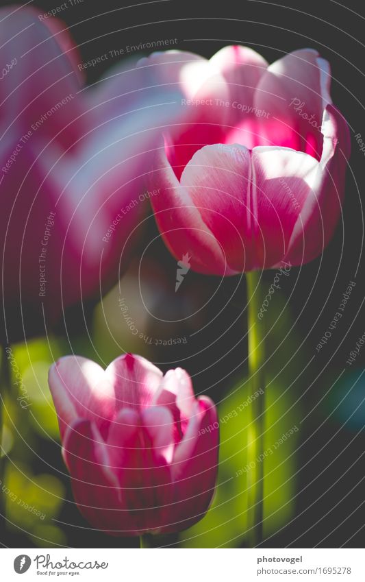 Bokehlove Nature Plant Tulip Fragrance Fresh Healthy Beautiful Green Pink Happy Happiness Contentment Joie de vivre (Vitality) Spring fever Colour photo
