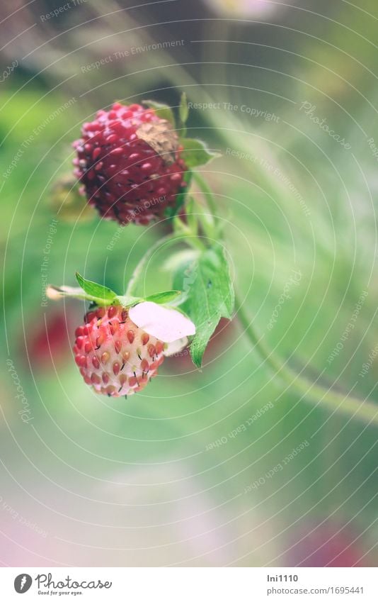 wild strawberry Nature Plant Summer Beautiful weather Warmth Leaf Wild plant Wild strawberry Garden Park Field Forest Fragrance Small Juicy Yellow Gray Green