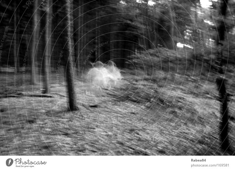 Holla the forest fairy dances Black & white photo Exterior shot Twilight Long exposure Motion blur Nature Tree Forest Observe Discover Dance Romp Creepy Gray