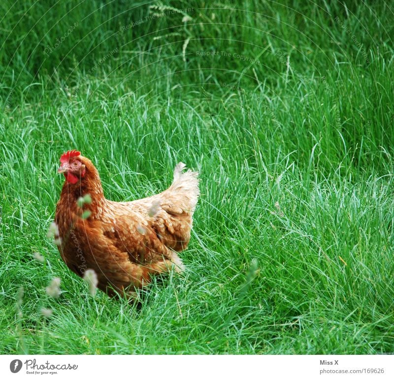 gold broiler Colour photo Exterior shot Day Animal portrait Grass Farm animal Bird Wing 1 Nature Rooster Barn fowl Cluck Organic produce Free-roaming Feather