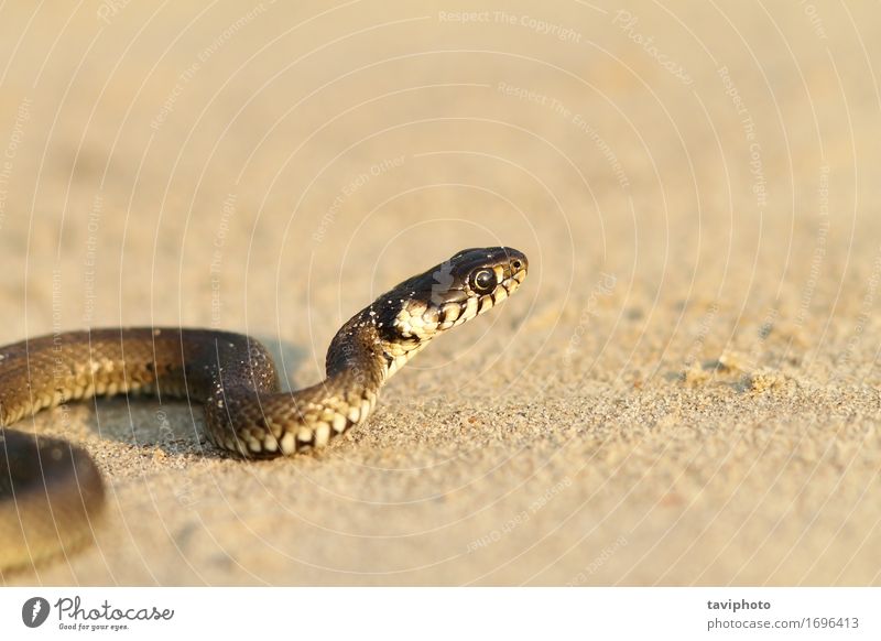 grass snake on sandy beach Beautiful Life Summer Beach Youth (Young adults) Nature Animal Sand Grass Snake Crawl Small Wild Fear Reptiles wildlife slither