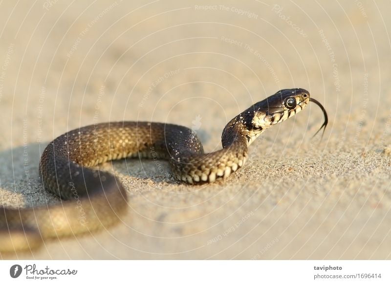grass snake, juvenile on sand Beach Youth (Young adults) Nature Animal Sand Grass Snake Crawl Small Wild Black Fear reptilian scale serpant Reptiles natrix