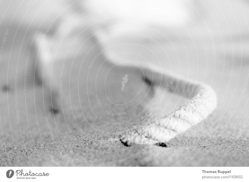 Bright and tethered Black & white photo Exterior shot Close-up Detail Deserted Copy Space left Copy Space top Morning Dawn Shallow depth of field
