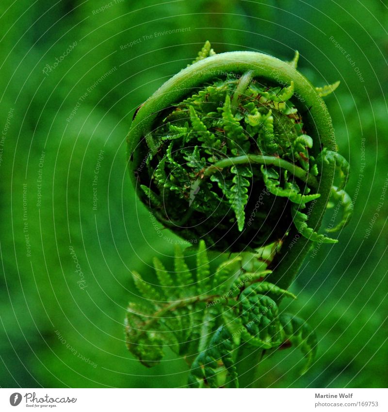 curled Fern Nature Plant Spring Park Meadow Green Safety (feeling of) Fern leaf Coil Insulation Colour photo Exterior shot Close-up Deserted Neutral Background