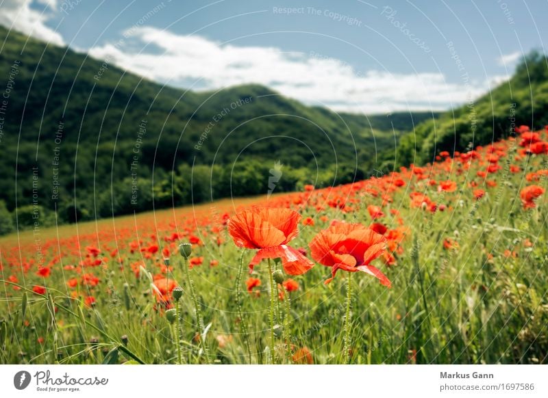 poppy field Summer Nature Landscape Plant Red Italy Field Hill Marche Flower meadow Poppy Poppy blossom Poppy field Green Colour photo Exterior shot Deserted