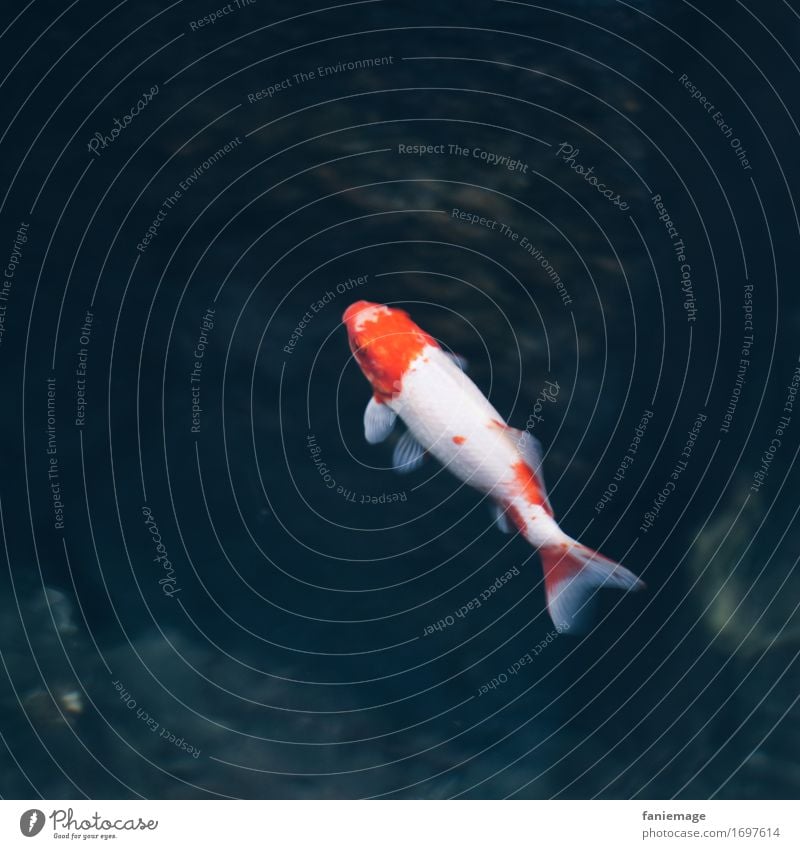 lone fish Nature Animal Aquarium 1 Swimming & Bathing Esthetic Fish Fishpond Well Fishy Red White Blue Water Float in the water Hover Fin Goldfish
