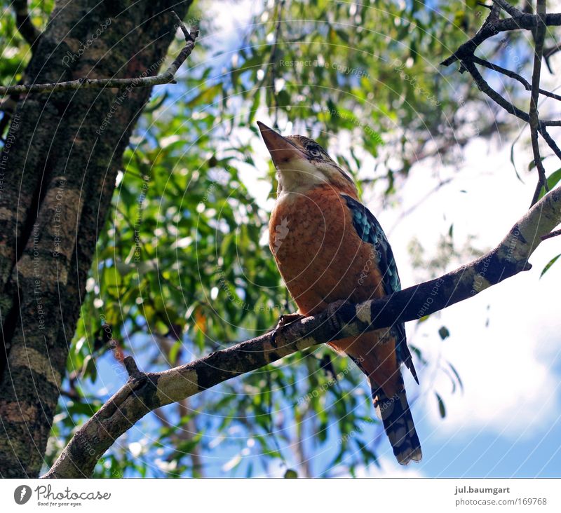 kookaburra Colour photo Deserted Day Worm's-eye view Nature Wild animal 1 Animal Observe Laughter Natural Love of animals Watchfulness Australia Exterior shot
