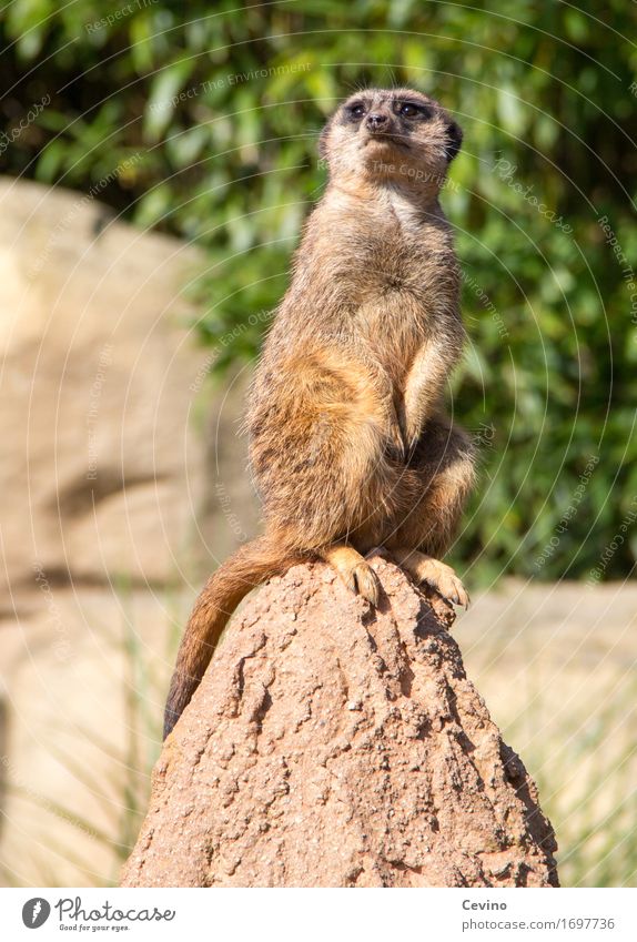 Well, hello there! Leipzig Germany Europe Animal Wild animal Zoo Meerkat 1 Looking Curiosity Cute Protection Herd Earth hole Long-tailed monkey sea cat Zoology
