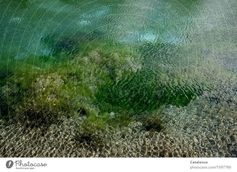 Tlön | manifestation; water surface of a lake Tourism Summer Nature Water Sun Beautiful weather Foliage plant Aquatic plant Algae Stone Sand Glittering