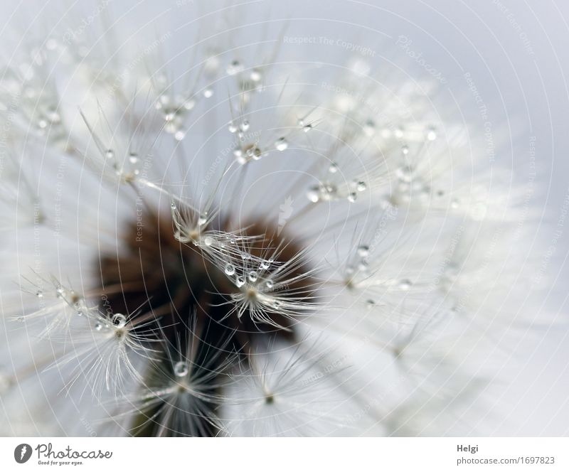 filigree Plant Drops of water Summer Wild plant Dandelion Seed Meadow To hold on Stand Faded Esthetic Authentic Exceptional Uniqueness Small Wet Natural Blue