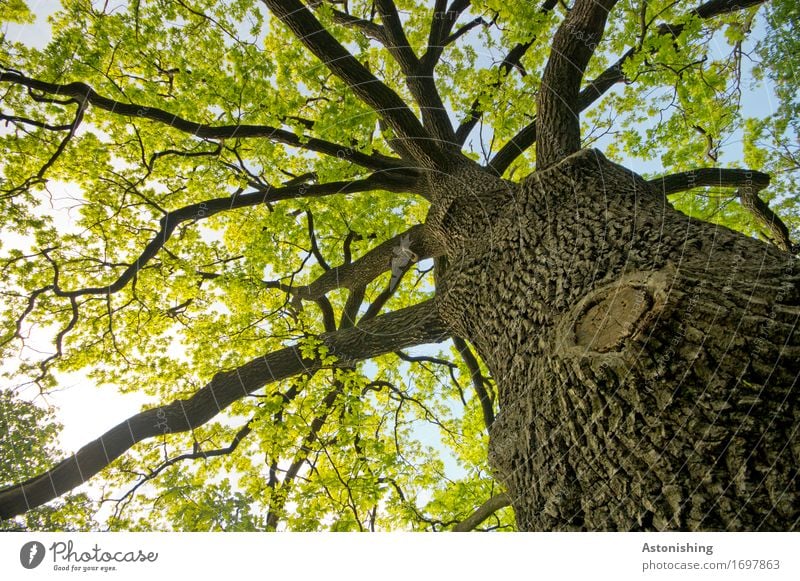 Big Tree Environment A Royalty Free, Big Tree Landscape Pictures