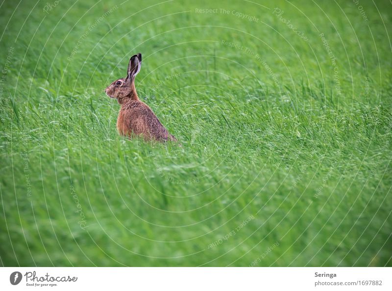 Field hare on the meadow Nature Plant Grass Garden Park Meadow Forest Animal Wild animal Animal face Pelt Claw Paw Animal tracks Petting zoo field hare rabbit 1