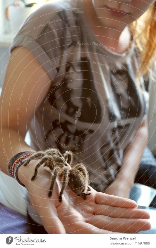 Spider 2 Leisure and hobbies Hunting Science & Research Feminine Youth (Young adults) Hand Fingers Nature Climate change Animal Zoo Petting zoo arachnids Insect