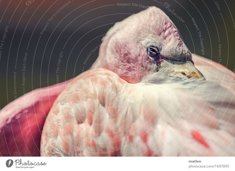Let me sleep. Animal Flamingo Animal face Wing 1 Sleep Wink Metal coil Beak Andean Flamingo Colour photo Exterior shot Detail Pattern Structures and shapes
