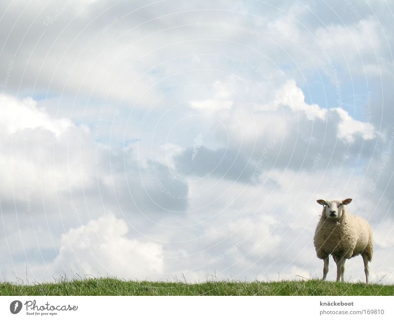 clouds and sheep Colour photo Exterior shot Day Central perspective Sky Clouds Summer North Sea Animal Farm animal 1 Curiosity