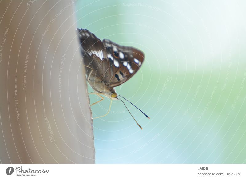 Butterfly with open air Animal Wing 1 Brown Insect Feeler Sit Calm Peaceful Delicate Point Start position Colour photo Exterior shot Detail Copy Space left
