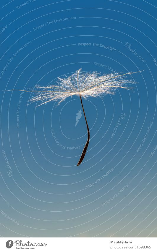 Air dandelion Design Life Summer Art Nature Plant Sky Wind Blossom Flying Growth Fresh Green Colour Peace Transience Dandelion air seeds graphic posterity light