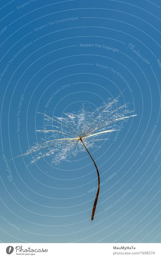 Air dandelion Design Life Summer Art Nature Plant Sky Wind Blossom Flying Growth Fresh Green Colour Peace Transience Dandelion air seeds graphic posterity light