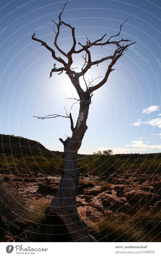aridity Colour photo Exterior shot Deserted Sun Warmth Calm Wanderlust Loneliness Tree Day