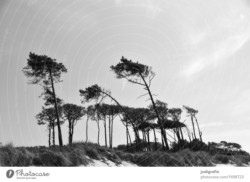 western beach Environment Nature Landscape Plant Climate Wind Tree Pine Dune Coast Baltic Sea Western Beach Fischland-Darss-Zingst Growth Natural Wild