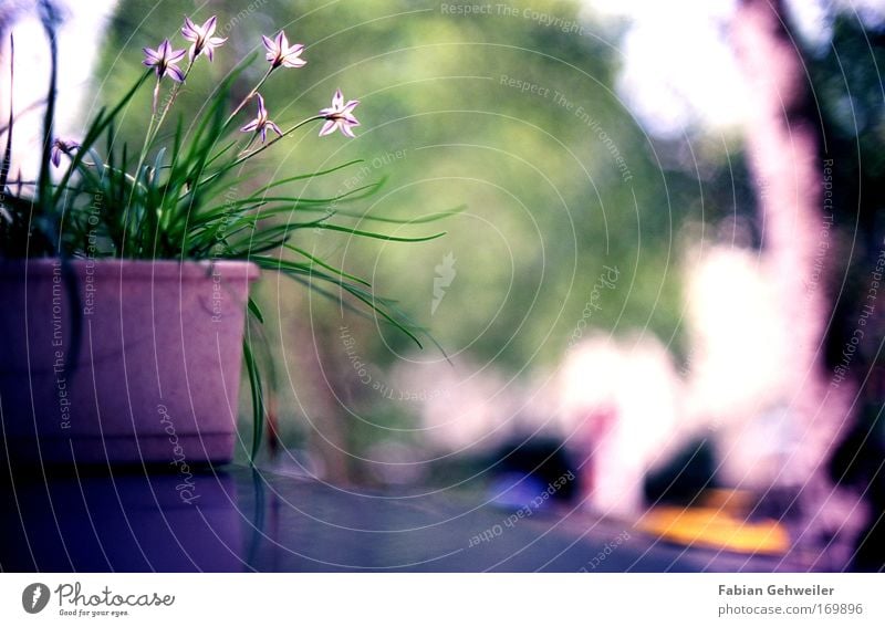 Balcony flower Colour photo Exterior shot Copy Space right Copy Space bottom Day Shadow Shallow depth of field Worm's-eye view Flat (apartment) Garden Nature