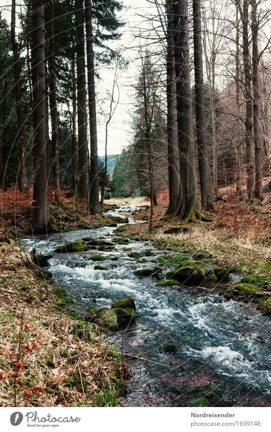 water rights Life Calm Hiking Nature Landscape Plant Water Autumn Tree Forest Brook River Sustainability Thuringia Thueringer Wald Mountain torrent