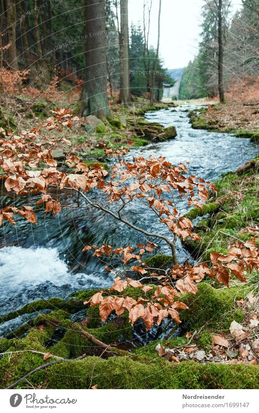 Thuringian Forest Trip Hiking Nature Landscape Elements Water Autumn Rain Tree Moss Brook River Sustainability Natural Calm Pure Mountain torrent