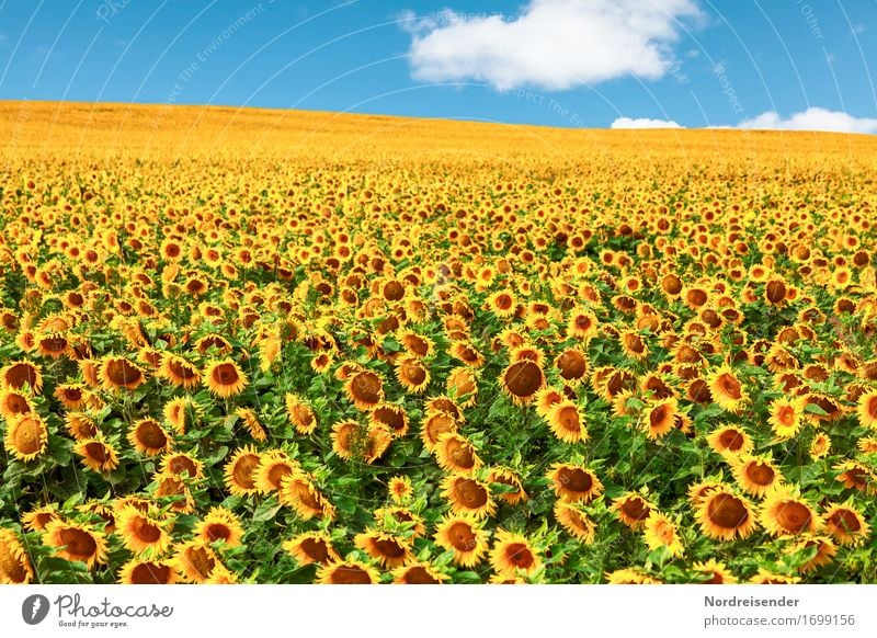 sunflowers Cooking oil Nature Landscape Plant Sky Clouds Sun Summer Beautiful weather Flower Agricultural crop Field Growth pretty Sustainability Positive