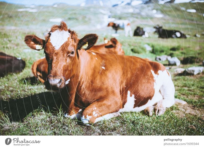 Look at this! Nature Earth Beautiful weather Grass Meadow Animal Farm animal Cow Herd Lie Colour photo Exterior shot Deserted Day Deep depth of field