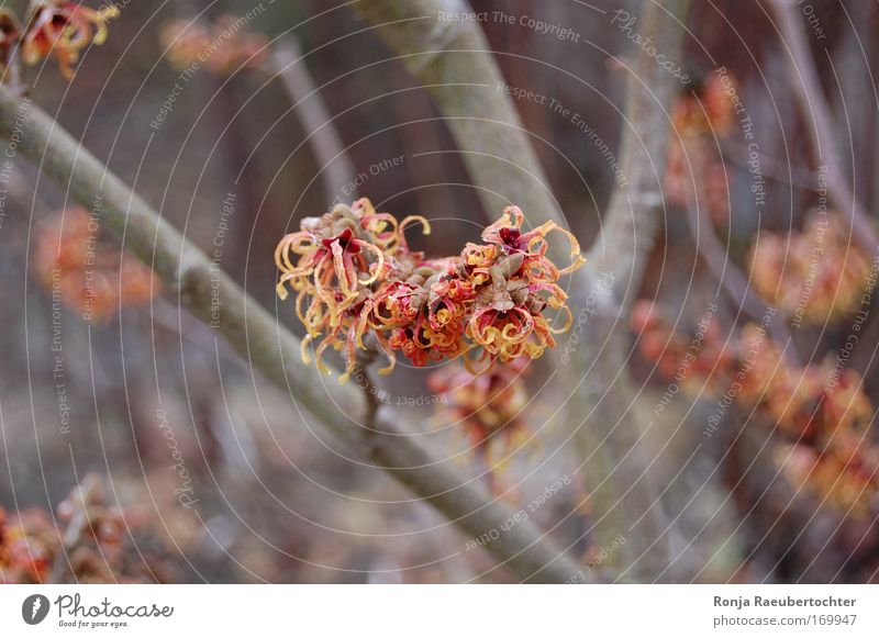 witch hazel Colour photo Exterior shot Close-up Day Shallow depth of field Central perspective Nature Animal Bad weather Bushes Blossom Foliage plant Happy