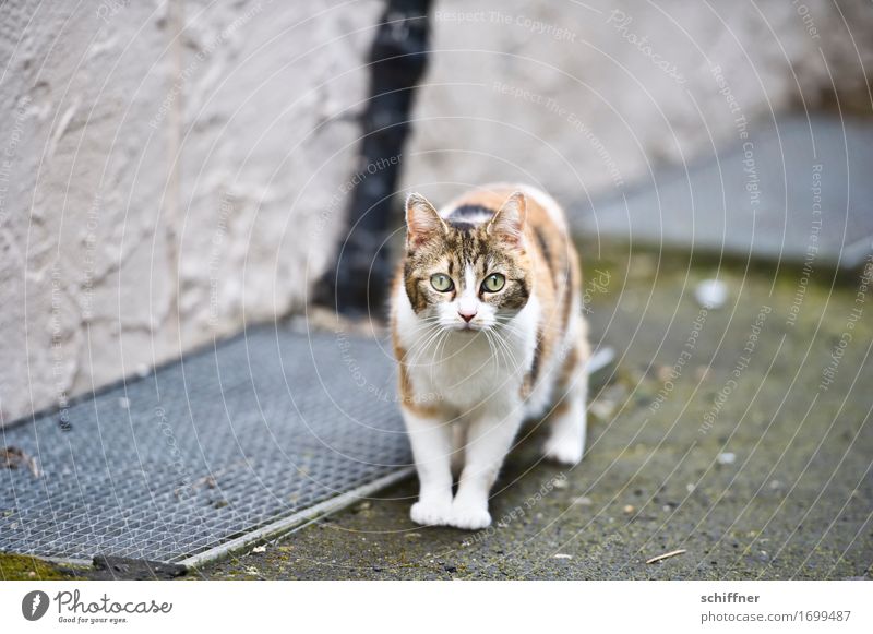 AST 9 | Kitten from Alsfeld Animal Pet Cat Looking Observe Domestic cat Scare Exterior shot Deserted