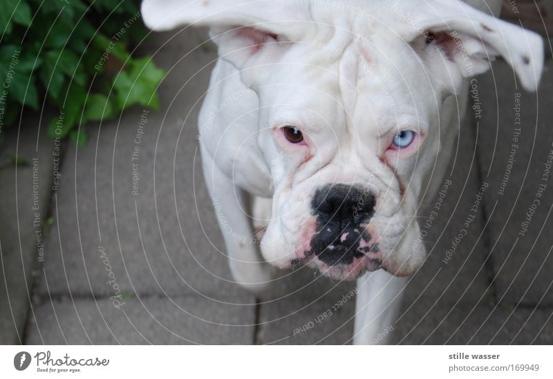 albino Colour photo Exterior shot Copy Space left Day Animal portrait Looking Looking into the camera Pet Dog Feeding Aggression Threat Cool (slang)