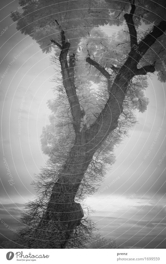 B. Environment Nature Landscape Plant Summer Tree Leaf Lakeside Dark Gray Black White Infrared Twigs and branches Black & white photo Exterior shot Experimental
