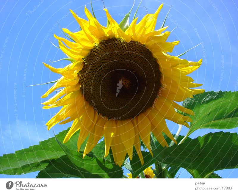 sunflower Flower Sunflower Yellow Summer Nature Garden