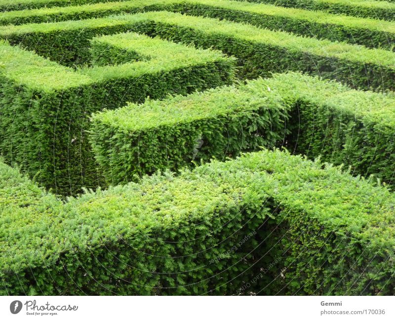 maze Tourism Trip Sightseeing Summer Maze Nature Plant Bushes Leaf Foliage plant Garden Park Hedge Tourist Attraction Think Discover Going Esthetic Green