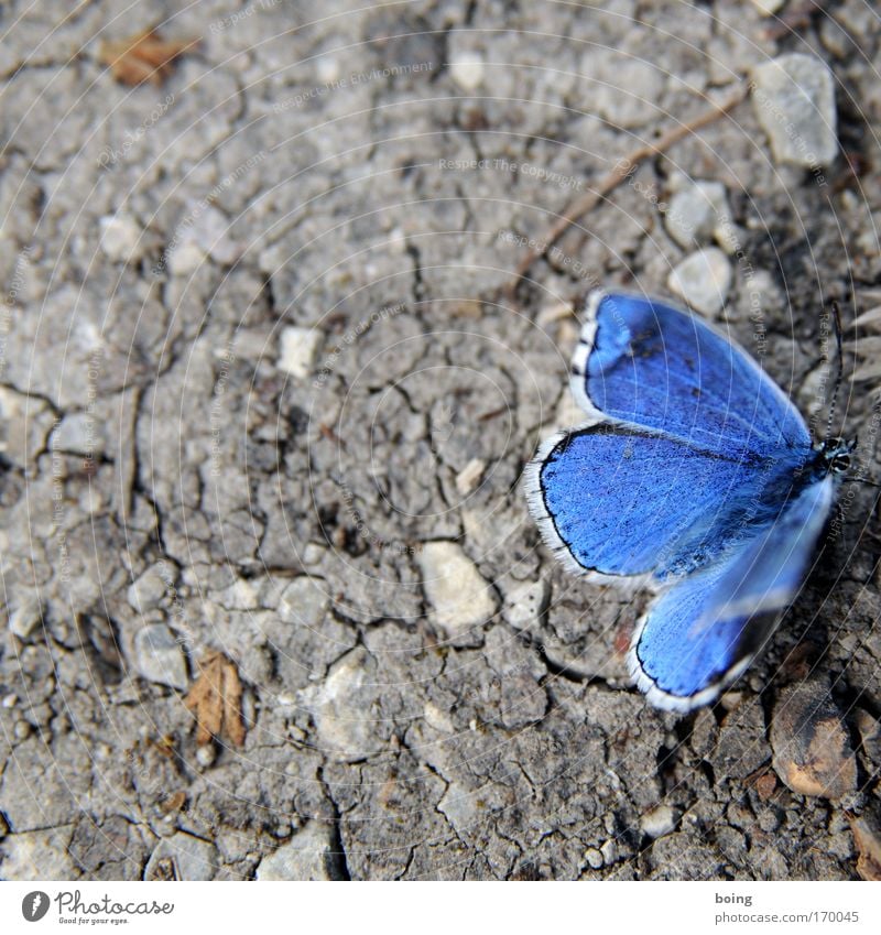 realistic, honest photography of a bluebottle Deserted Environment Nature Earth Climate Climate change Weather Aircraft Beard Wild animal Butterfly 1 Animal