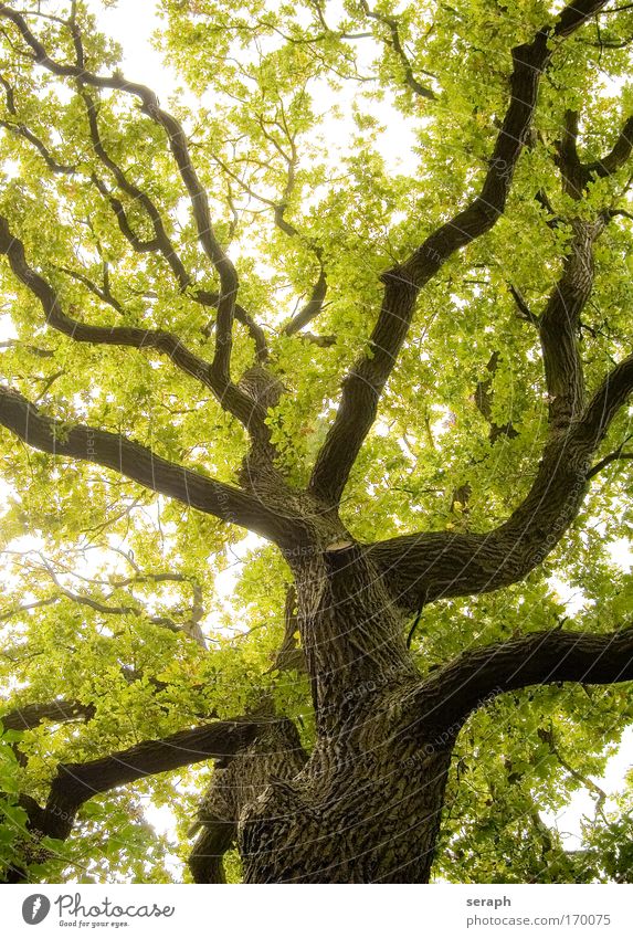 Ancient Oak oak Atmosphere bark Branch Branched Branchage canopy crown of tree crust filigree flora Leaf Forest Green Growth Leaf canopy Life Interlaced stem
