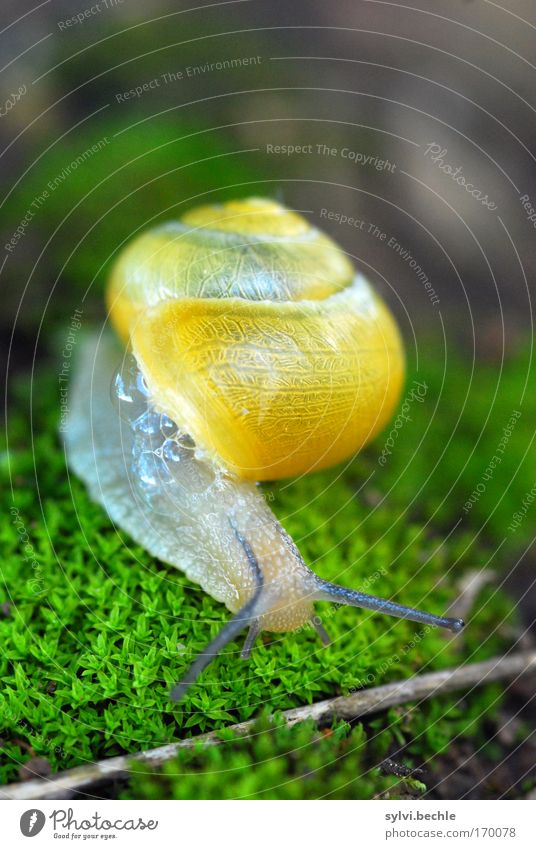 hurdle race Nature Plant Animal Earth Moss Wild animal Snail Curiosity Cute Slimy Yellow Green Snail shell Slow motion Slowly Twigs and branches Bubble