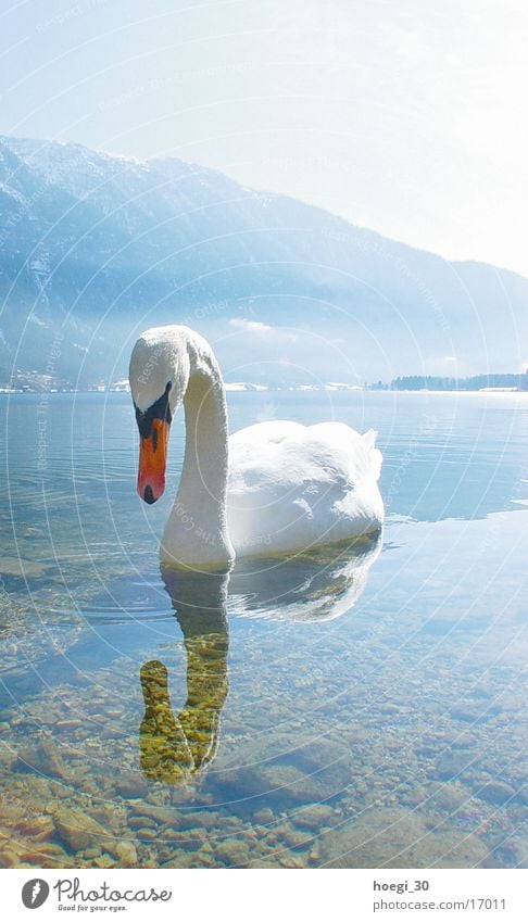 swan Swan Portrait format Lake Light White Transport Water Mountain Bright Blue