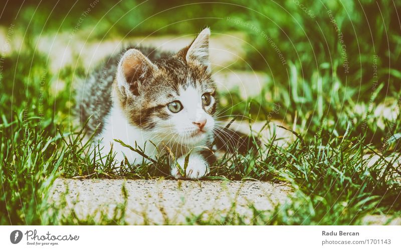 Baby Cat Playing In Grass Nature Animal Pet Animal face 1 Baby animal Observe Lie Looking Friendliness Happiness Happy Beautiful Funny Cute Wild Gray Green