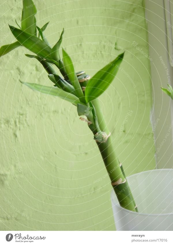 bamboo no. 2 Plant Vase Green Bamboo stick