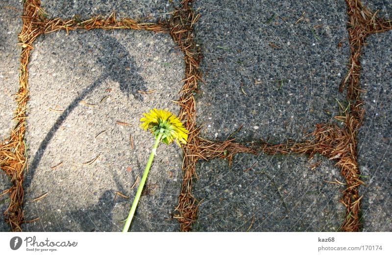 Don't let your head hang down Dandelion Shadow Stone Protest Revolt Independence Power Force Environment Environmental pollution Environmental protection Growth