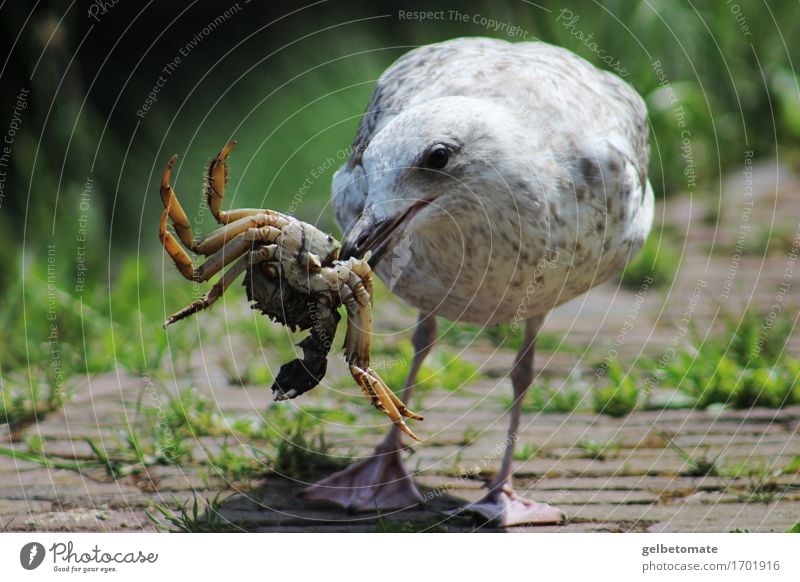 feast Breakfast Lunch Nature Animal Bird Shrimp Shellfish Seagull 2 Discover Eating Authentic Delicious Banquet Appetite Nutrition Colour photo Exterior shot