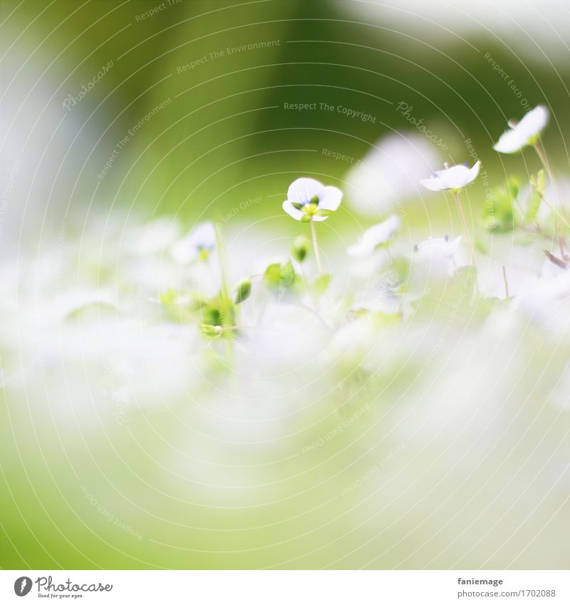 sea of blossoms Nature Plant Beautiful Flower White Spring Spring fever Spring flower Washed out Fine Green Bright green Dark green Middle Square Blossom
