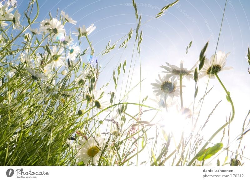 summer meadow floret picture Colour photo Subdued colour Exterior shot Close-up Detail Deserted Day Light Sunlight Sunbeam Back-light Worm's-eye view Nature