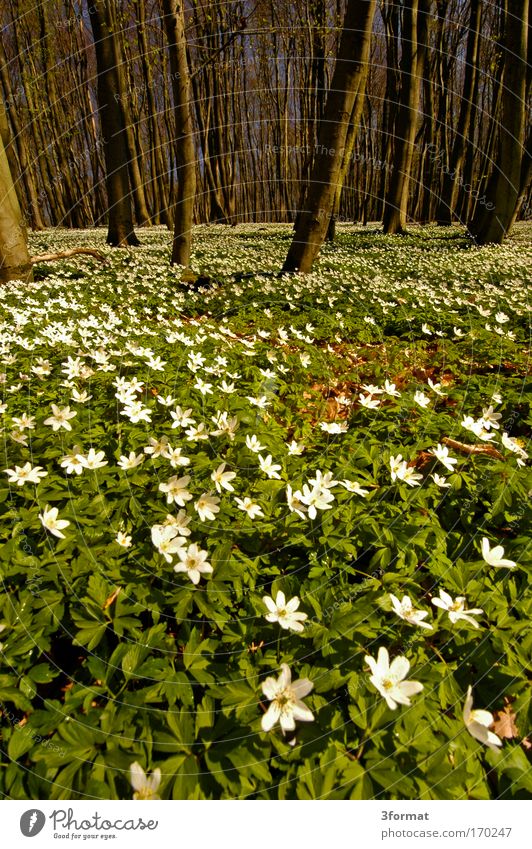 SPRING IN THE FOREST Forest Spring Butomaceae Flowerbed Flower-shaped Potting soil Fragrance Flower stalk Flower meadow Blossom Tree Blue Blue sky stalls Carpet
