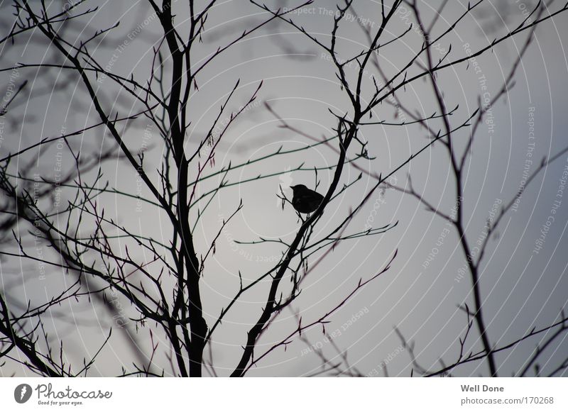 Pause in the branches Nature Winter Bad weather Tree Animal Bird Cold Serene Black & white photo Branchage Exterior shot Twilight Contrast