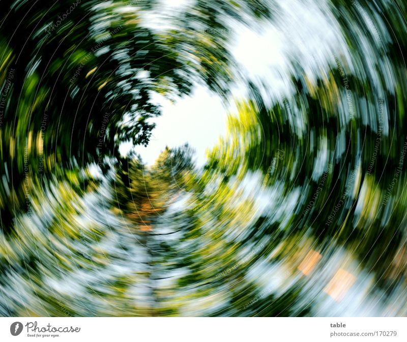 everything is spinning... Colour photo Sunlight Blur Motion blur Worm's-eye view Wide angle Joy Happy Contentment Relaxation Nature Plant Sky Climate Tree