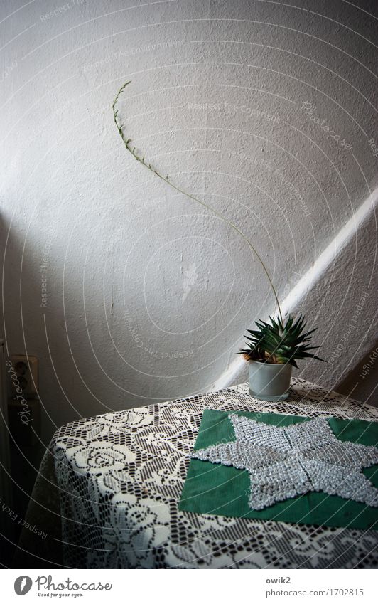 extend the probes Wall (barrier) Wall (building) Ingrain wallpaper Table Tablecloth Decoration Houseplant Office Cactus Cactus flower Growth Thin Long Thorny